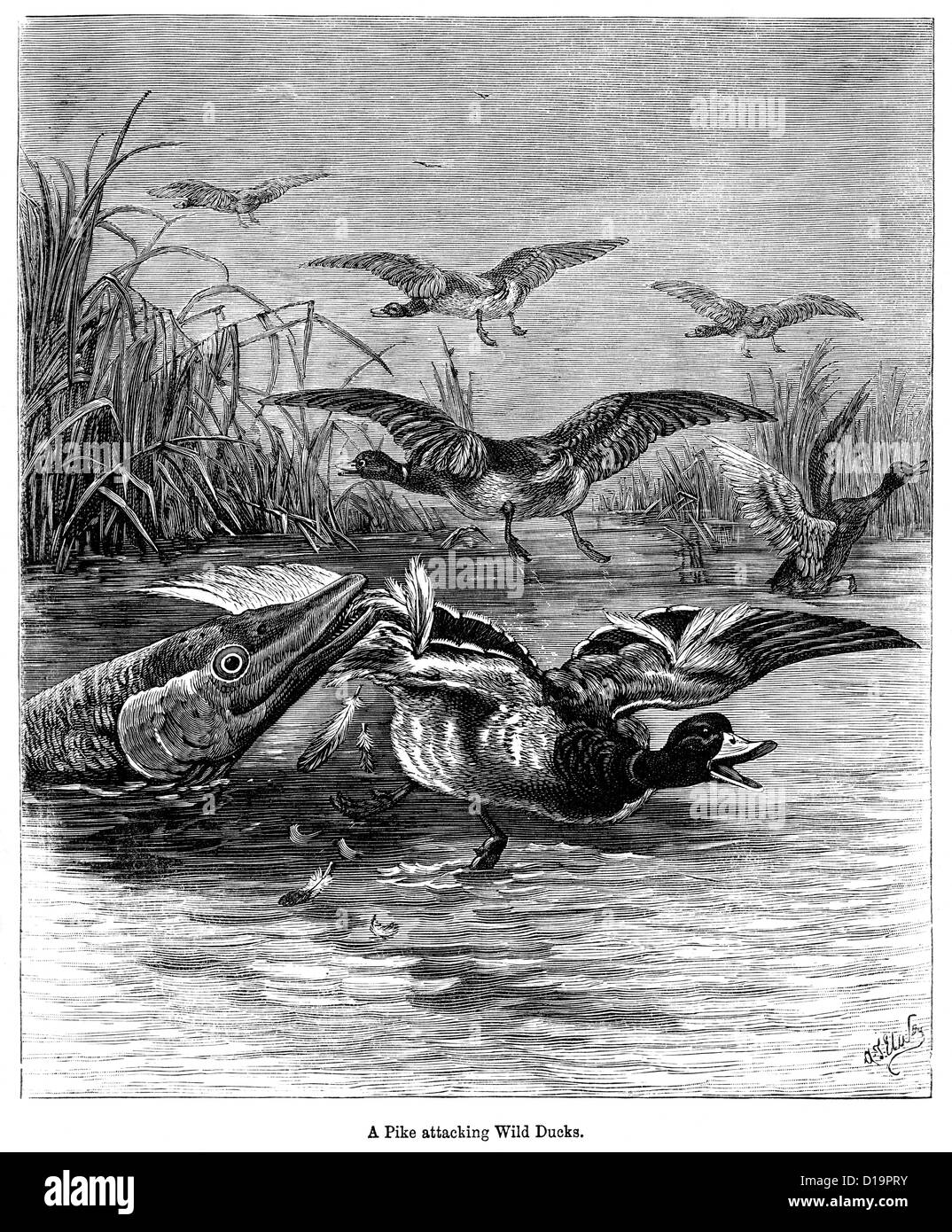 Viktorianische Gravur eines Hecht angreifenden wilden Enten, 1897 Stockfoto