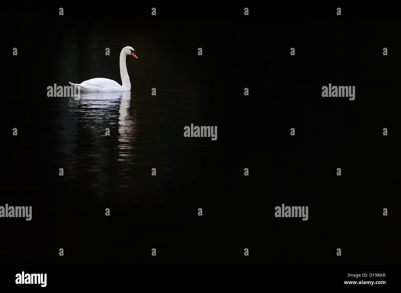 Höckerschwan Cygnus Olor Schwimmen im reflektierten Wald Schatten Stockfoto