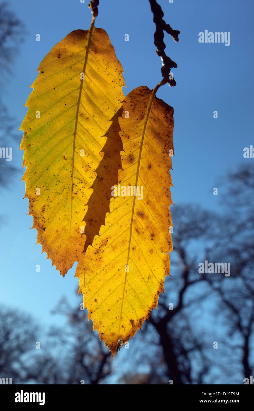 Sweet Chestnut Castanea Sativa Blätter im Herbst Stockfoto