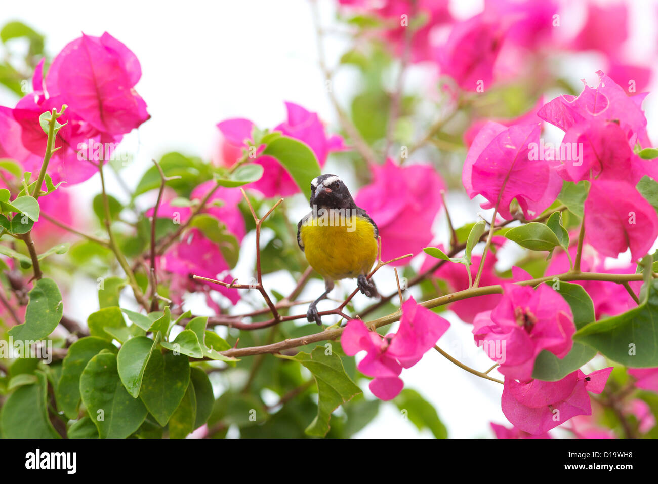 Die Bananaquit (Coereba Flaveola) Stockfoto