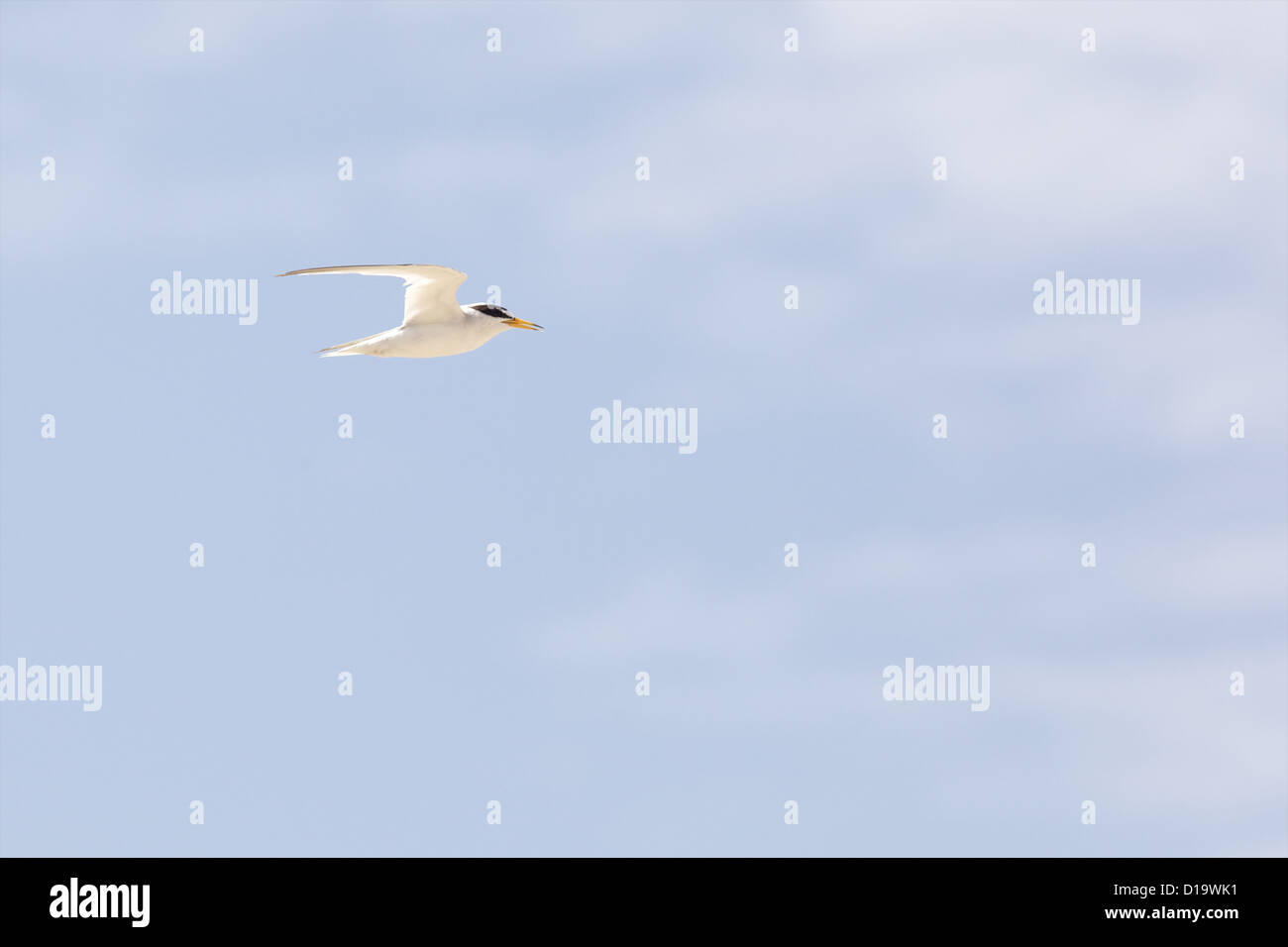 Die wenigsten Seeschwalbe (Sternula Antillarum, ehemals Sterna Antillarum) Stockfoto