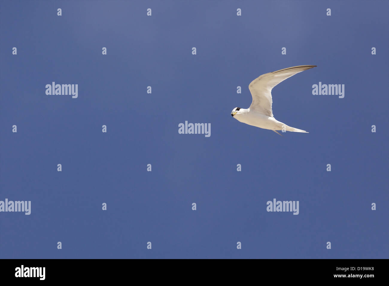 Die wenigsten Seeschwalbe (Sternula Antillarum, ehemals Sterna Antillarum) Stockfoto