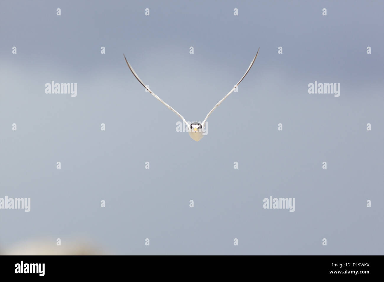 Die wenigsten Seeschwalbe (Sternula Antillarum, ehemals Sterna Antillarum) Stockfoto