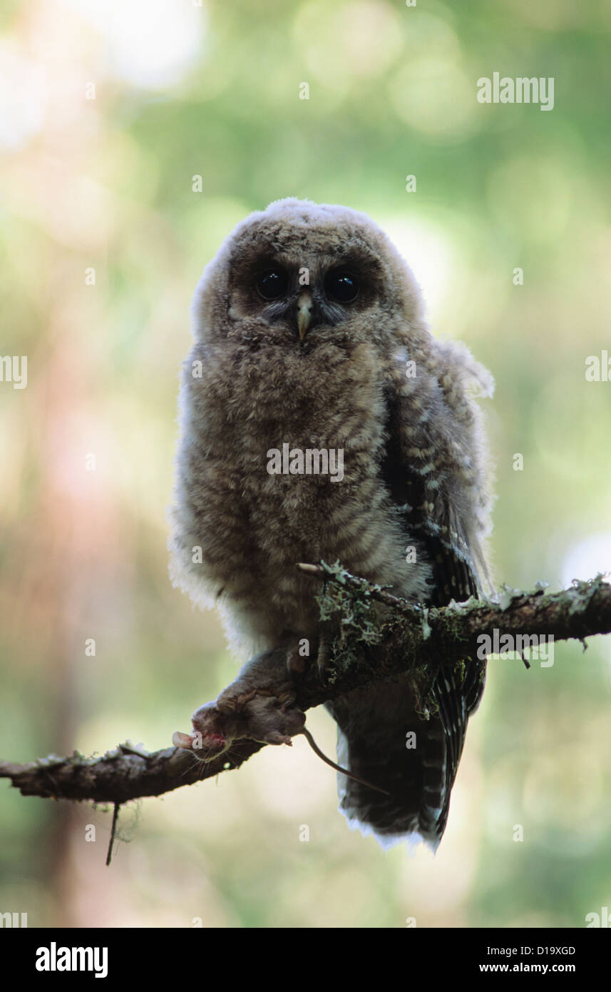 Juvenile entdeckt nördlichen Owl (Strix Occidentalis) mit Maus In Klaue auf Ast. Stockfoto
