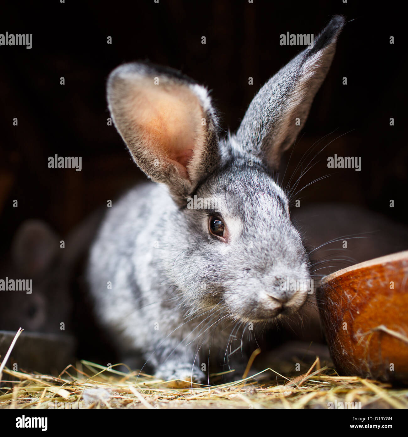 Niedlichen Kaninchen knallend aus einem Stall (Europäische Kaninchen - Oryctolagus Cuniculus) Stockfoto