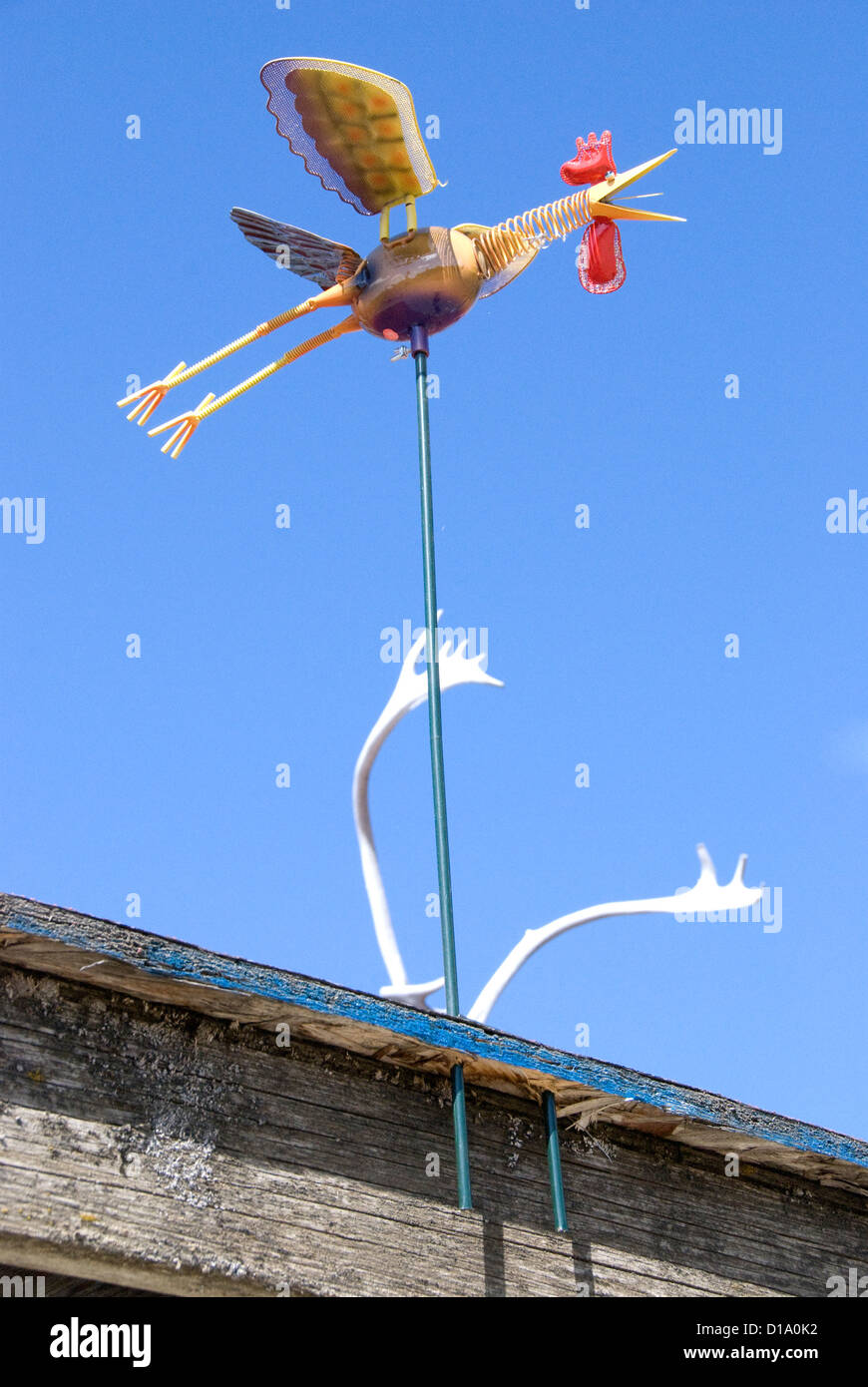 Hühner fliegen über die Limousine Huhn Huhn Alaska Stockfoto