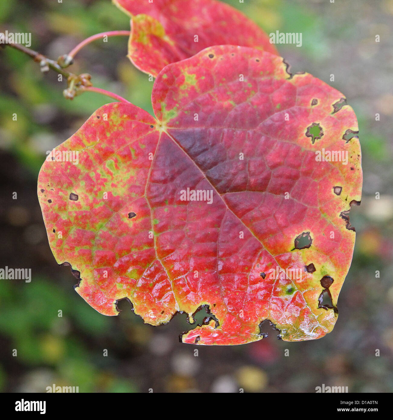 Disanthus Cercidifolius (Redbud Hazel oder japanischen roten Witchhazel) im Herbst Farbe Stockfoto Disanthus Cercidifolius (Redbud Hazel oder japanischen roten Witchhazel) im Herbst Farbe Stockfoto