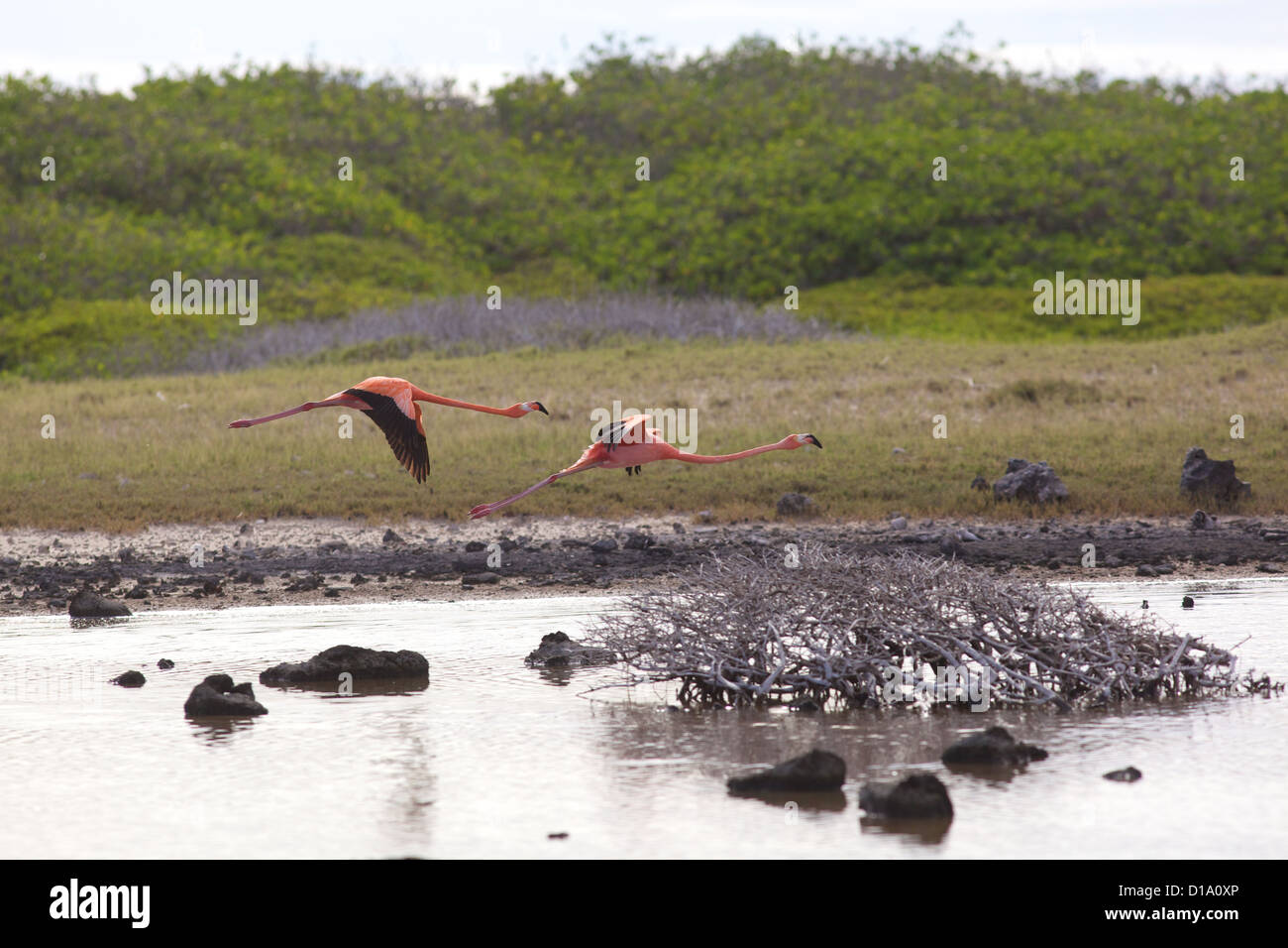 Gruppe von Flamingos (Phoenicopterus Ruber Ruber) Washington Slagbaai National Park in Bonaire, Niederländische Antillen. Stockfoto