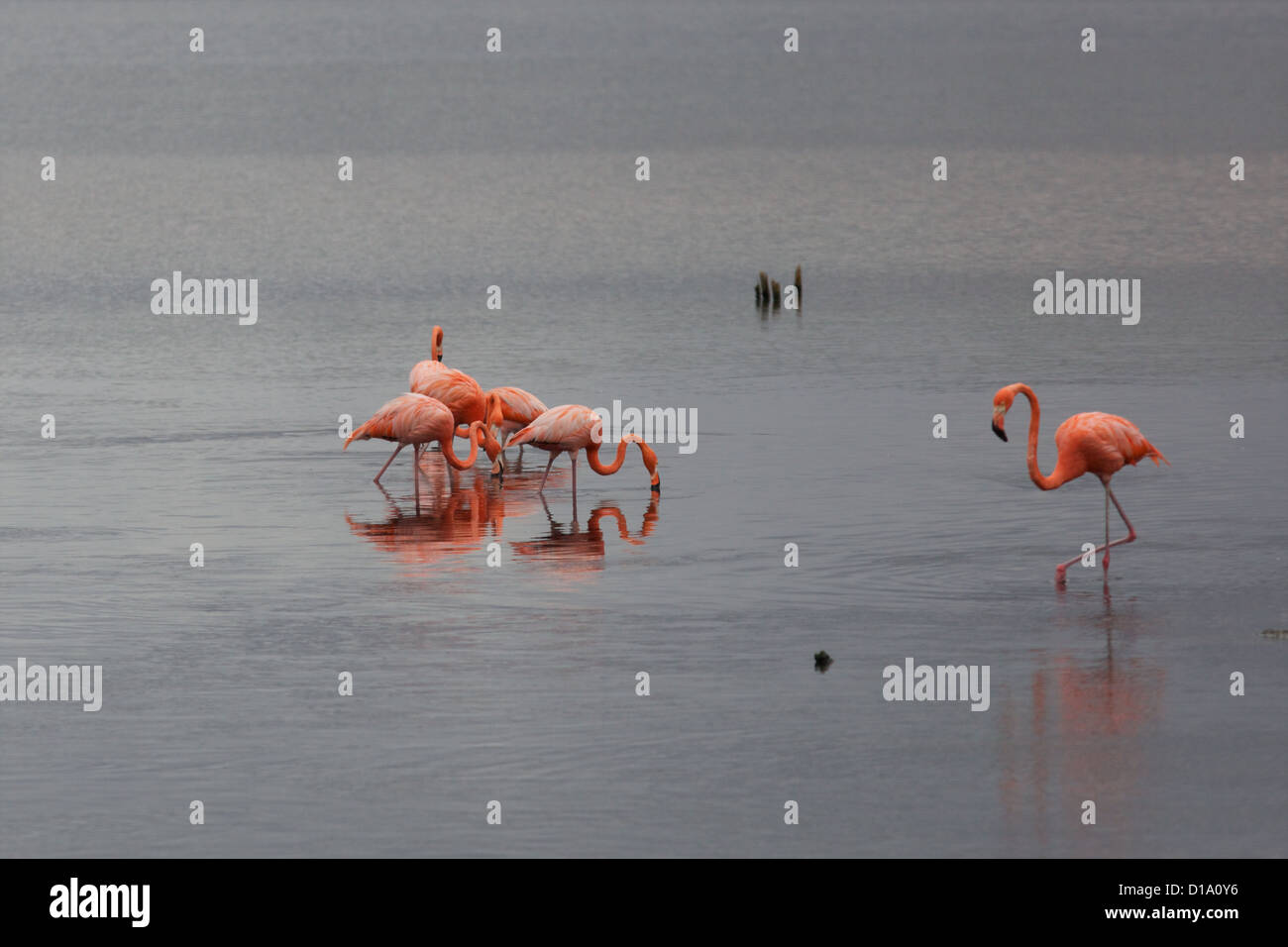 Gruppe von Flamingos (Phoenicopterus Ruber Ruber) Washington Slagbaai National Park in Bonaire, Niederländische Antillen. Stockfoto