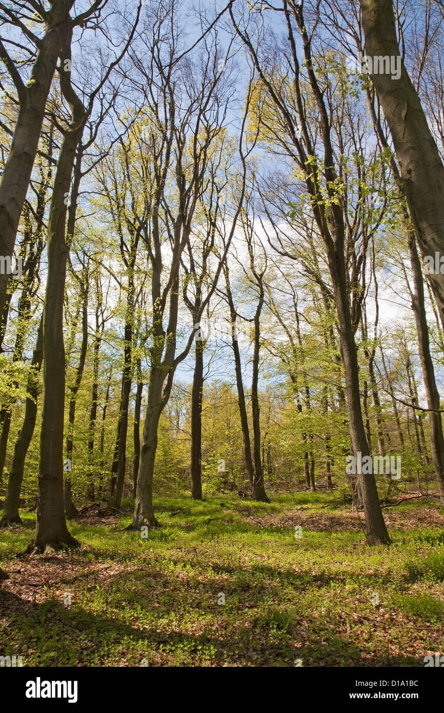 Wald im Frühling Stockfoto