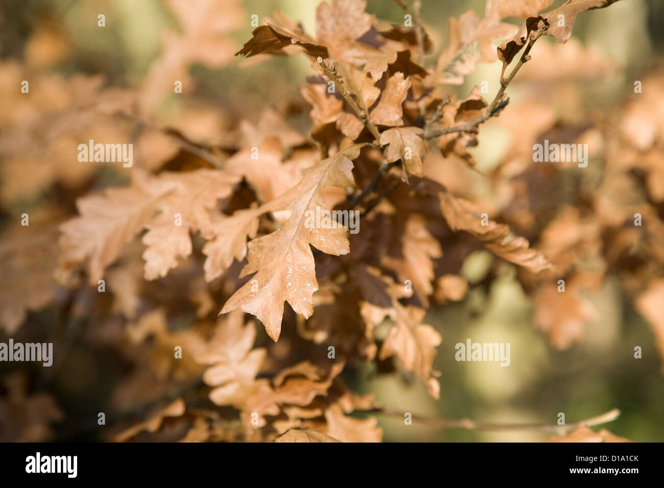 Braune Eiche Blätter im winter Stockfoto
