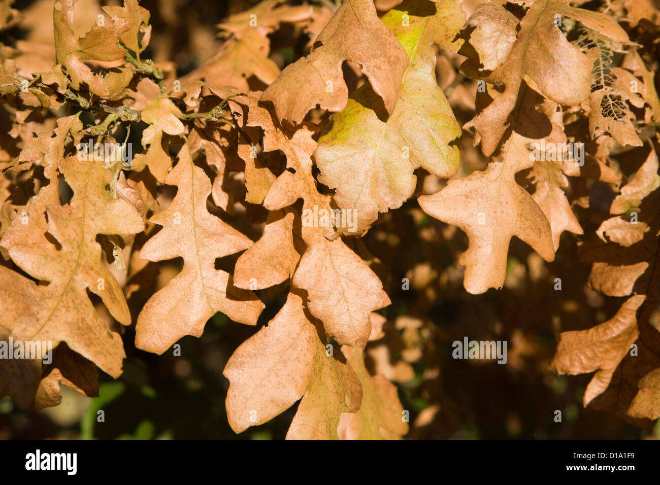 Braune Eiche Blätter im winter Stockfoto