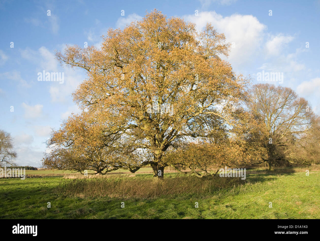 Quercus Robur englische Eiche im Winter stehen im Feld mit dem letzten seiner Blätter Stockfoto