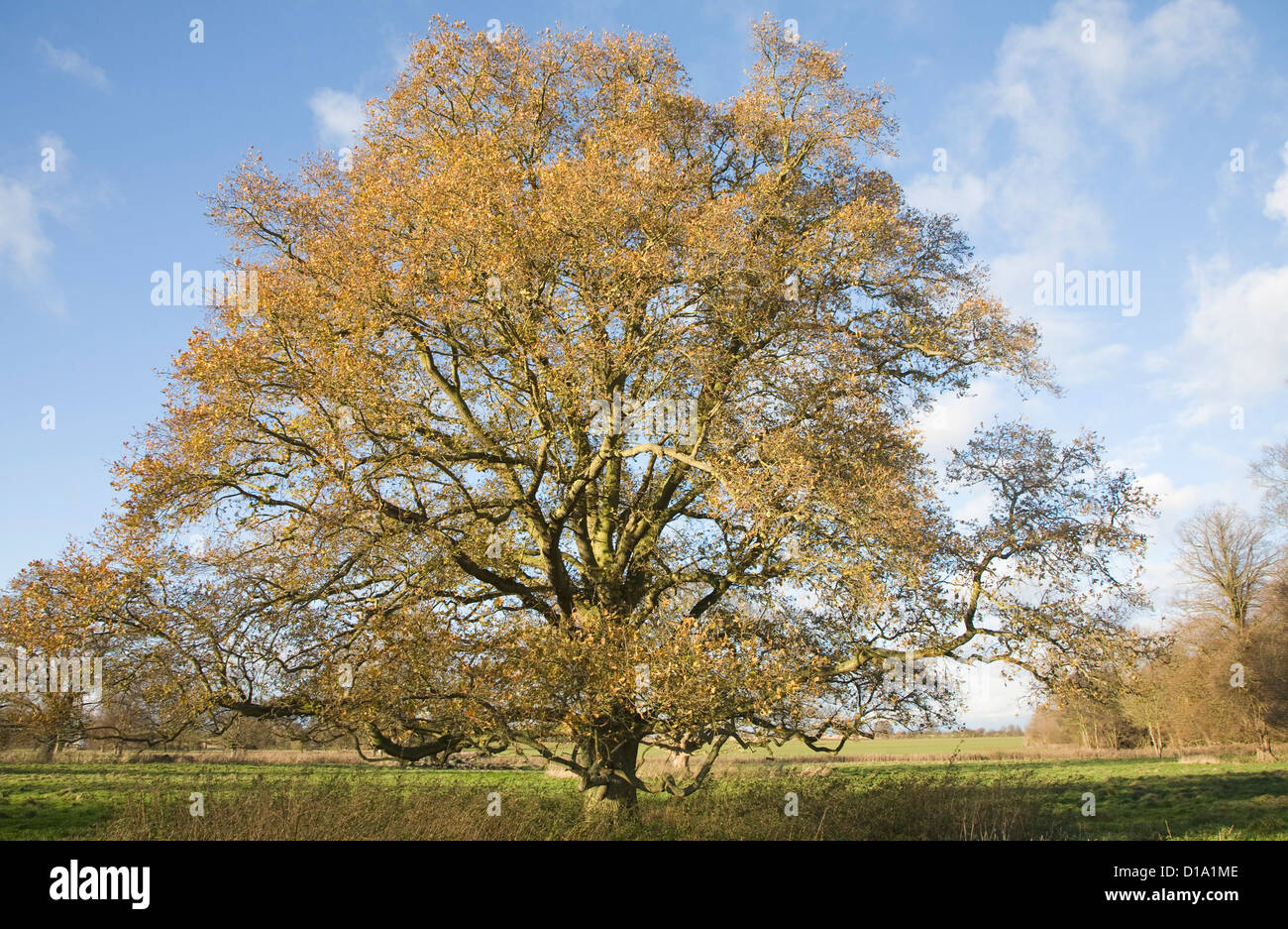 Quercus Robur englische Eiche im Winter stehen im Feld mit dem letzten seiner Blätter Stockfoto