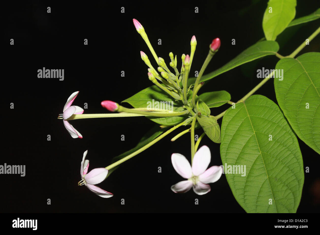 Blumen von burmesischen creeper Stockfoto