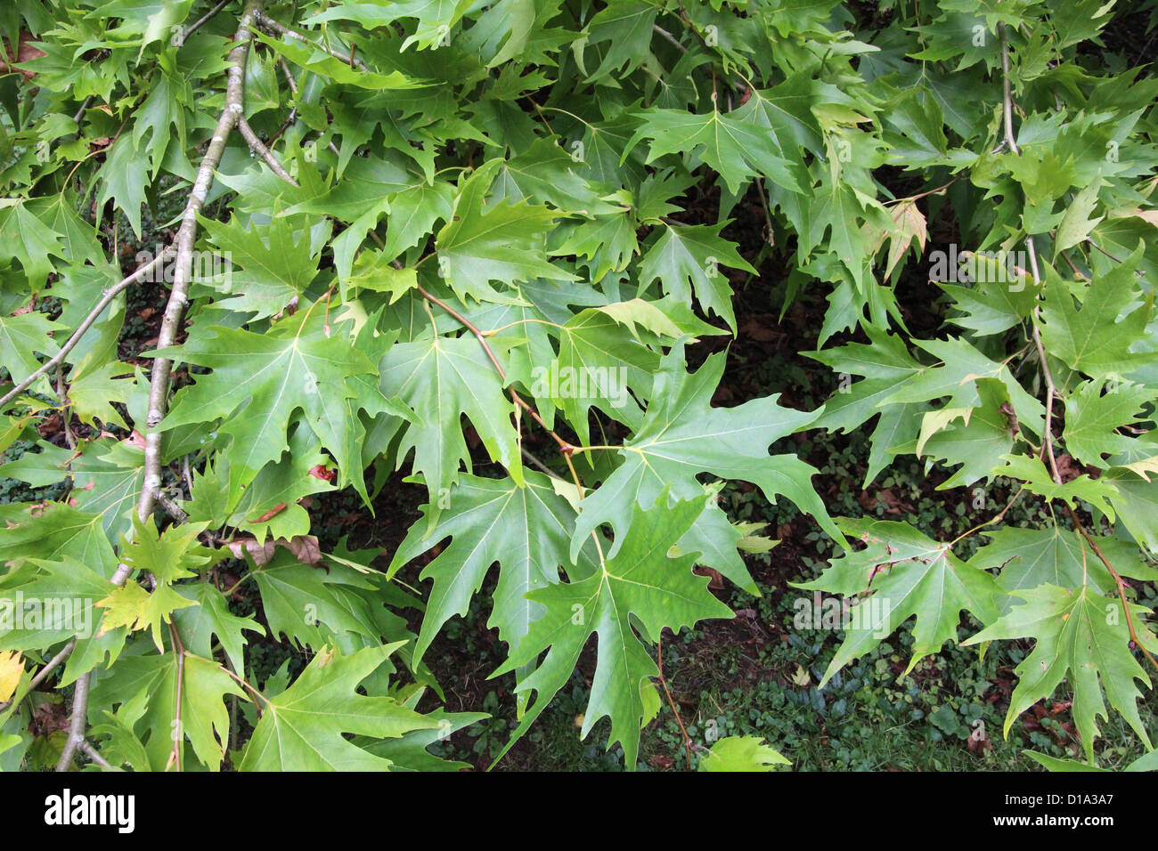 Blätter der orientalische Platane (Platanus Orientalis) Stockfoto