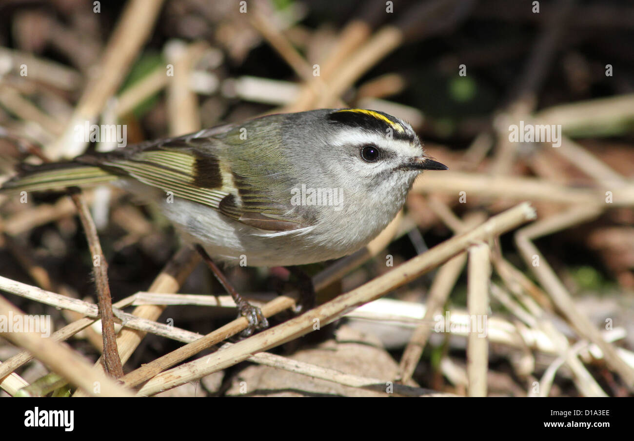 Golden-gekrönter Goldhähnchen (Regulus Satrapa) im Frühjahr Stockfoto