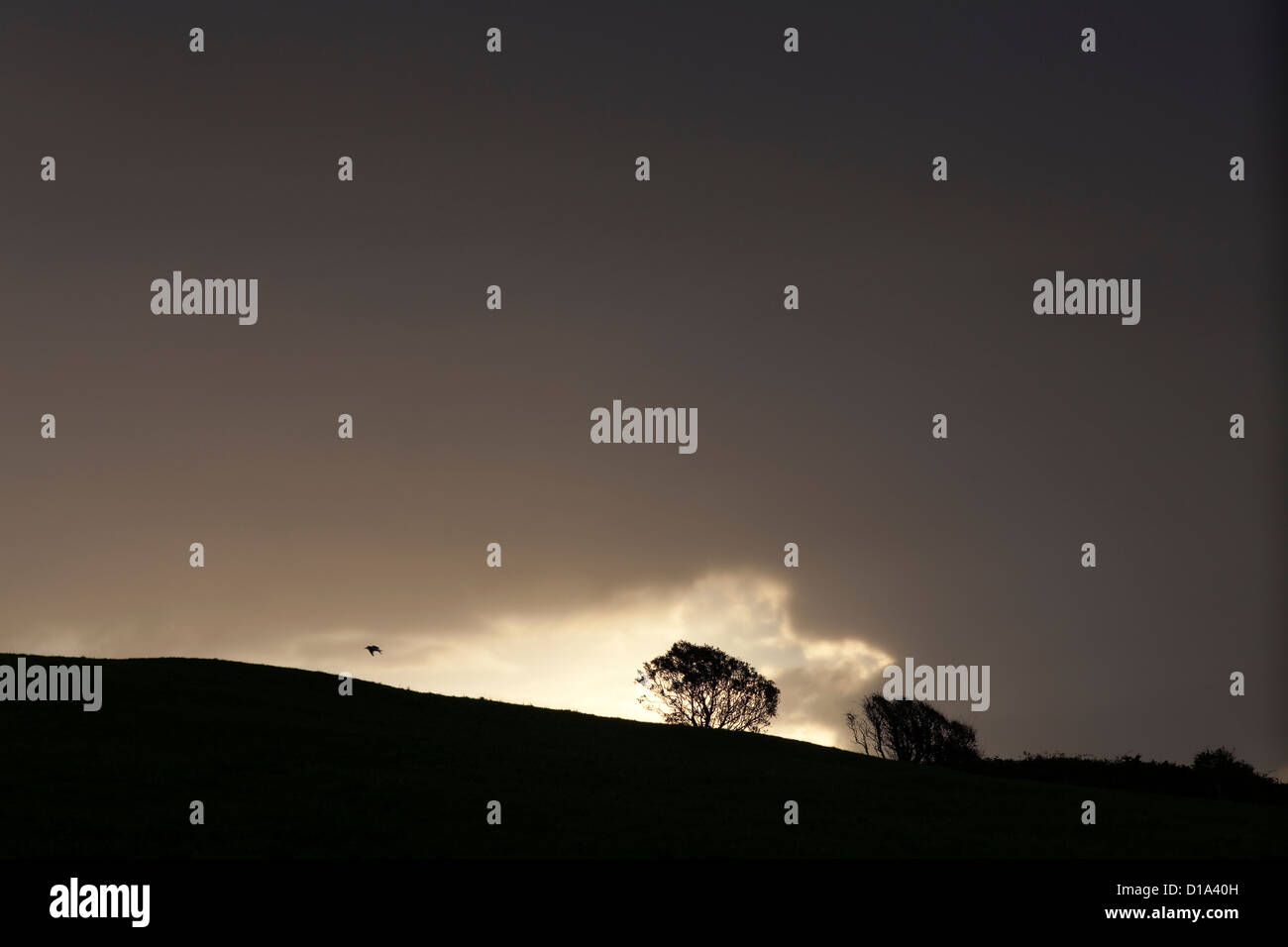 Dramatische Gewitterhimmel und eine einsame Krähe, Baltimore, Grafschaft-Korken, Irland Stockfoto