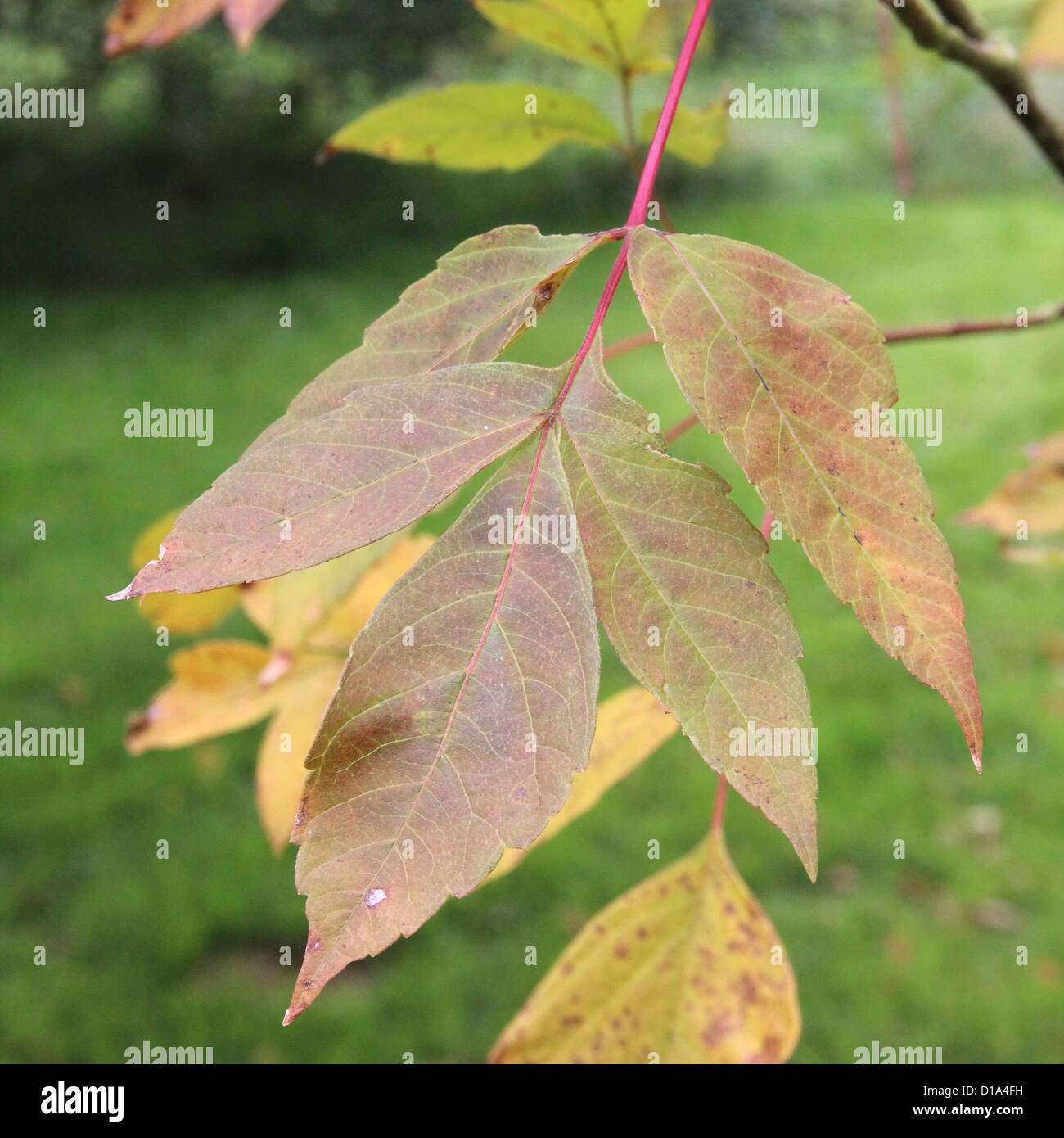 Acer Negundo 'Sensation' (Box Elder oder Asche – Leaf Maple) im Herbst Stockfoto