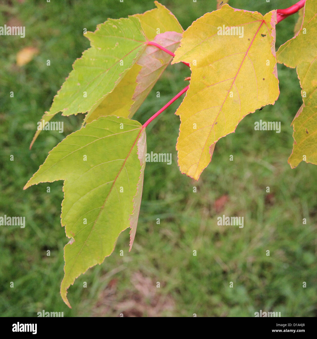 ahorn variegata Gold-Ahorn 'Aureum' - Acer shirasawanum aureum main image 1