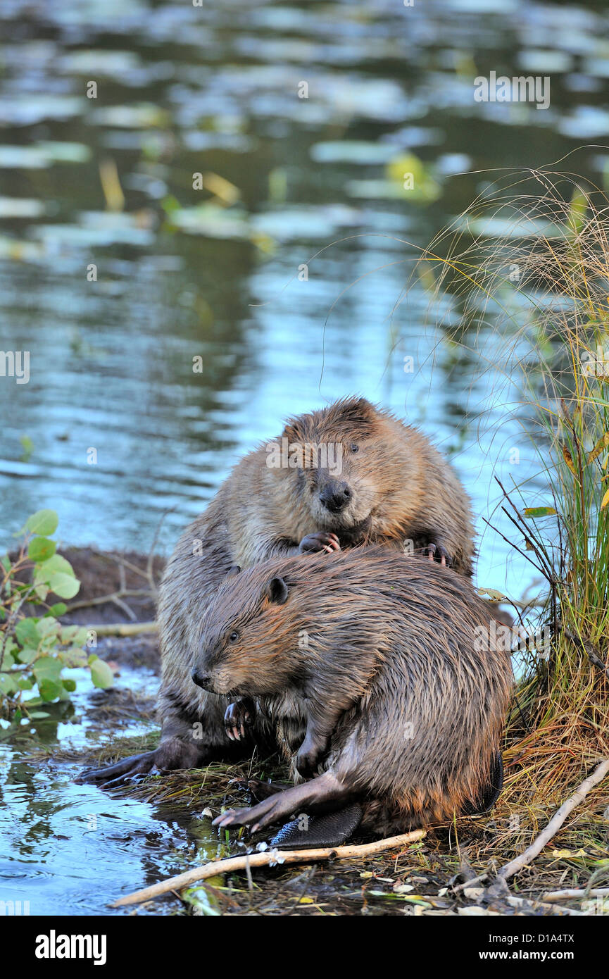 Ein vertikales Bild von zwei Biber pflegen einander auf einem schwimmenden Sumpfgras. Stockfoto