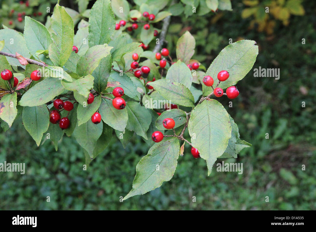 Photinia Villosa (Oriental Photinia) im Herbst Stockfotografie Alamy
