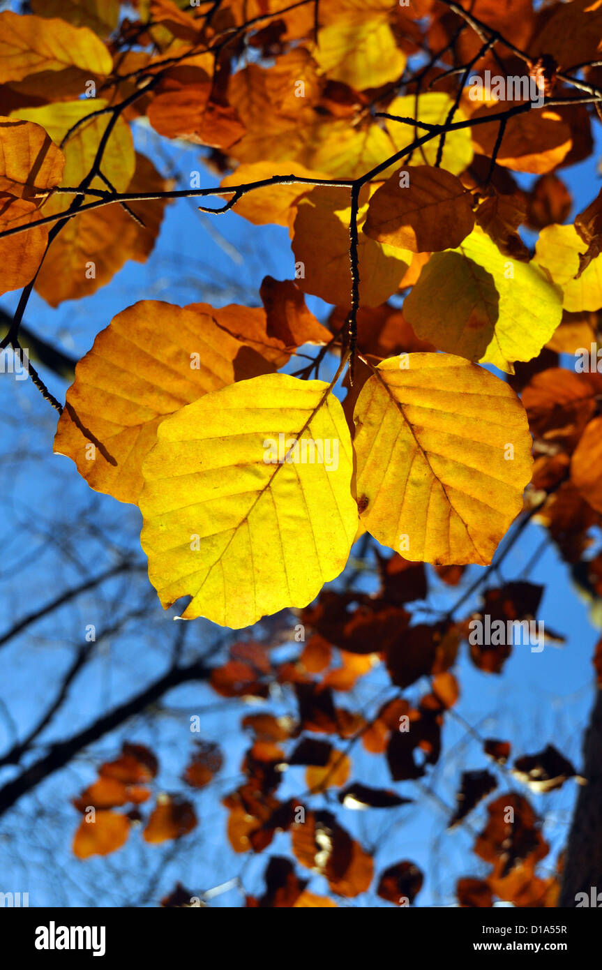 Herbstlaub im Grass Holz Wald, Grassington, Skipton Stockfoto