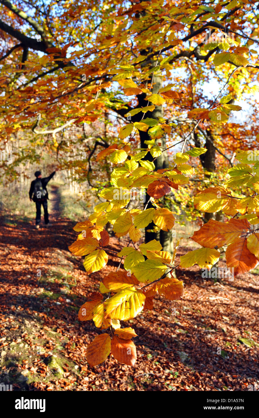 Herbst-Spaziergang im Grass Holz Wald, Grassington, Skipton Stockfoto