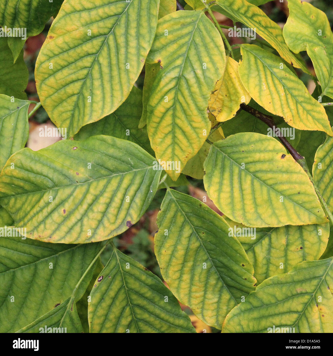 Cladrastis Kentukea (Amerika oder Kentucky Yellowwood) im Herbst Stockfoto