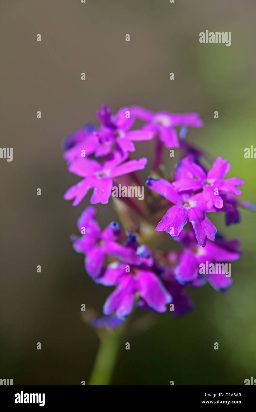 Verbena hybrida Stockfoto