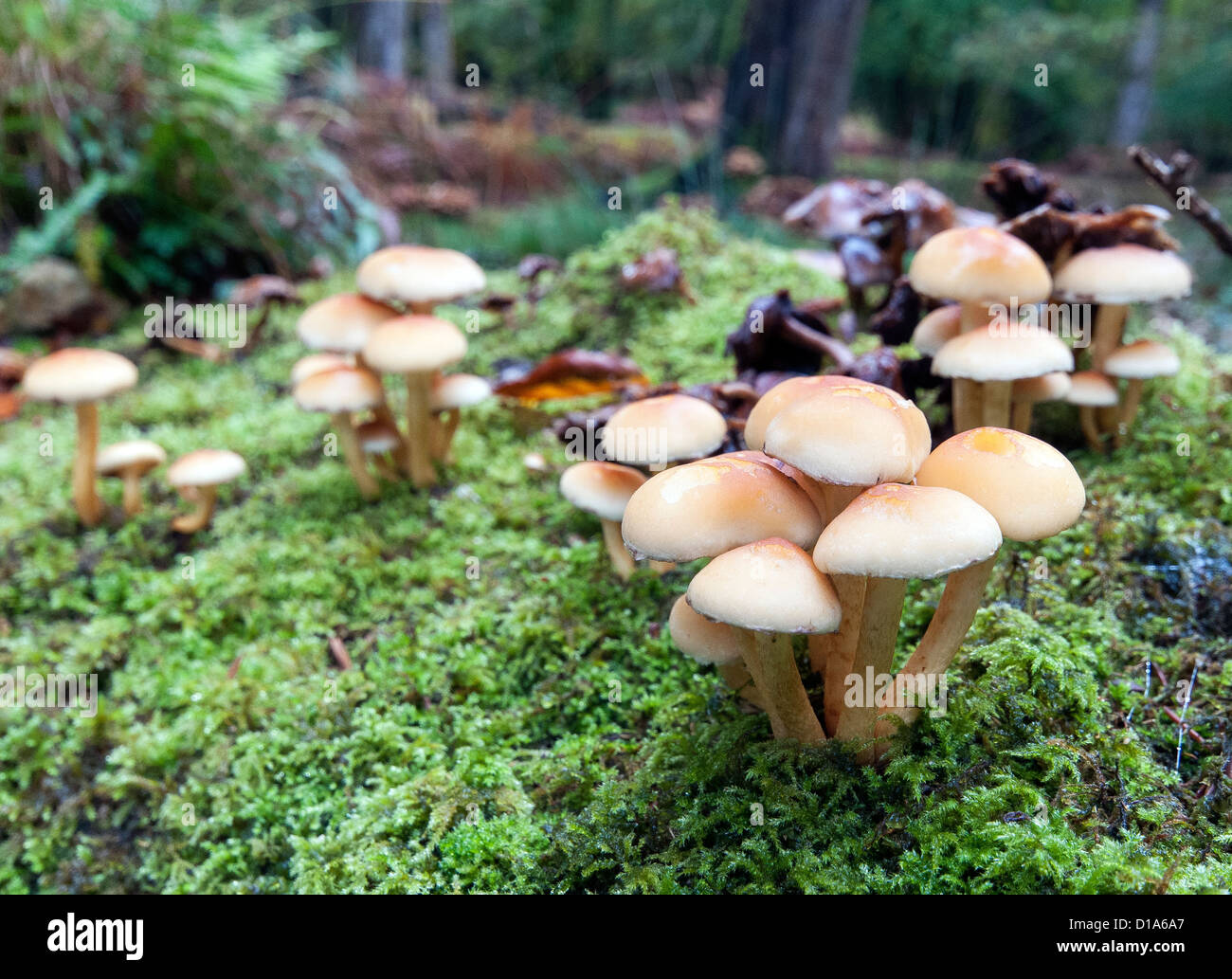 Galerina Marginata Pilze wachsen auf Moos bedeckt Log im New Forest England UK Stockfoto