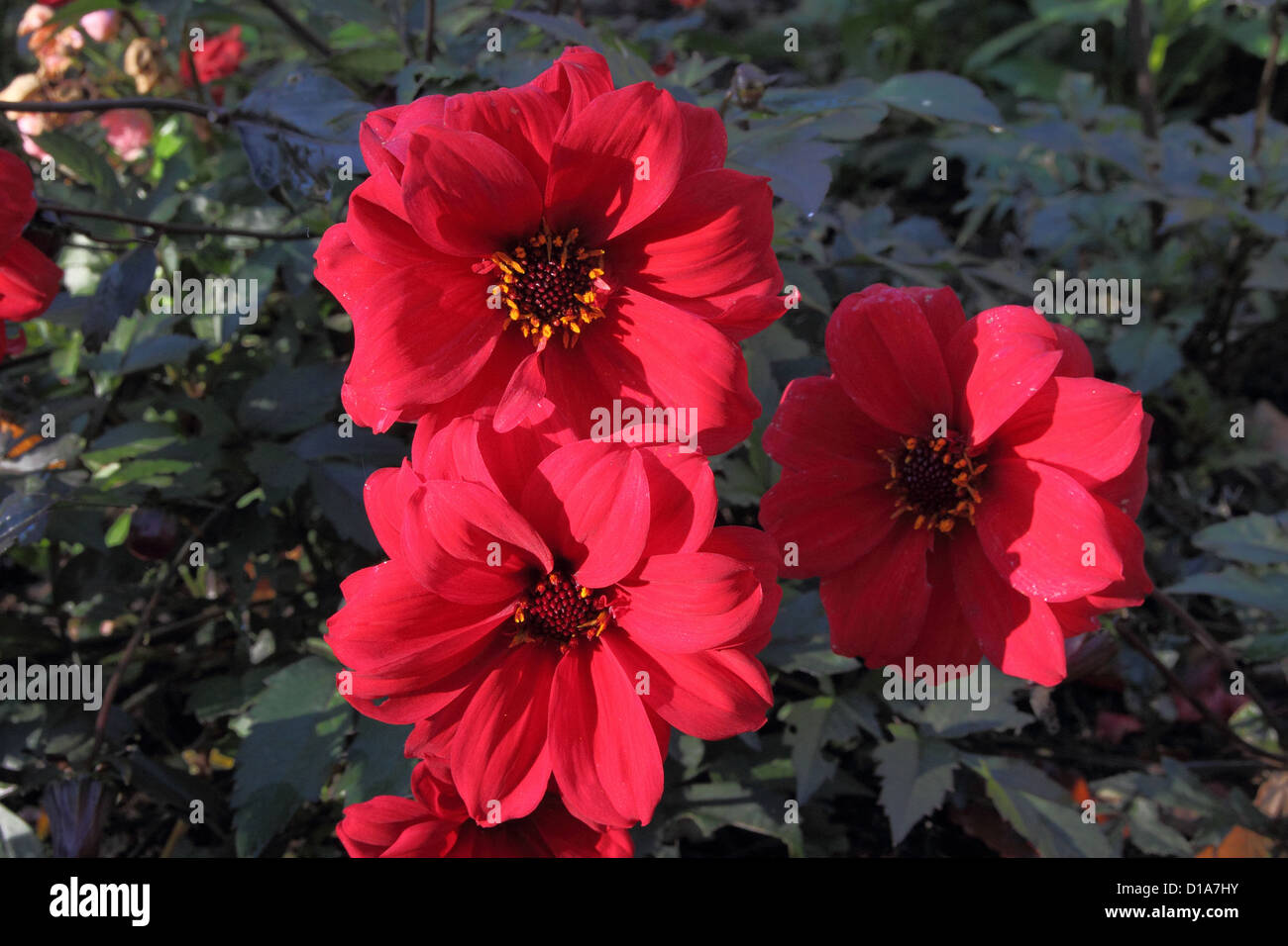 "Bischof von Llandaff" rote Dahlien in Blume, Großbritannien Stockfoto
