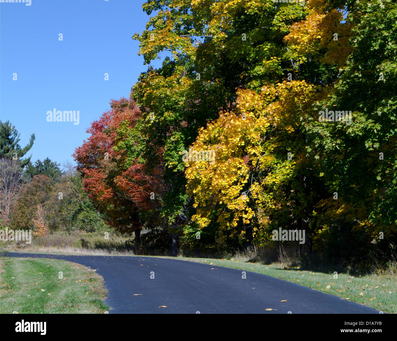 Bäume im Herbst Farbe Farbe entlang einer Landstraße. Stockfoto