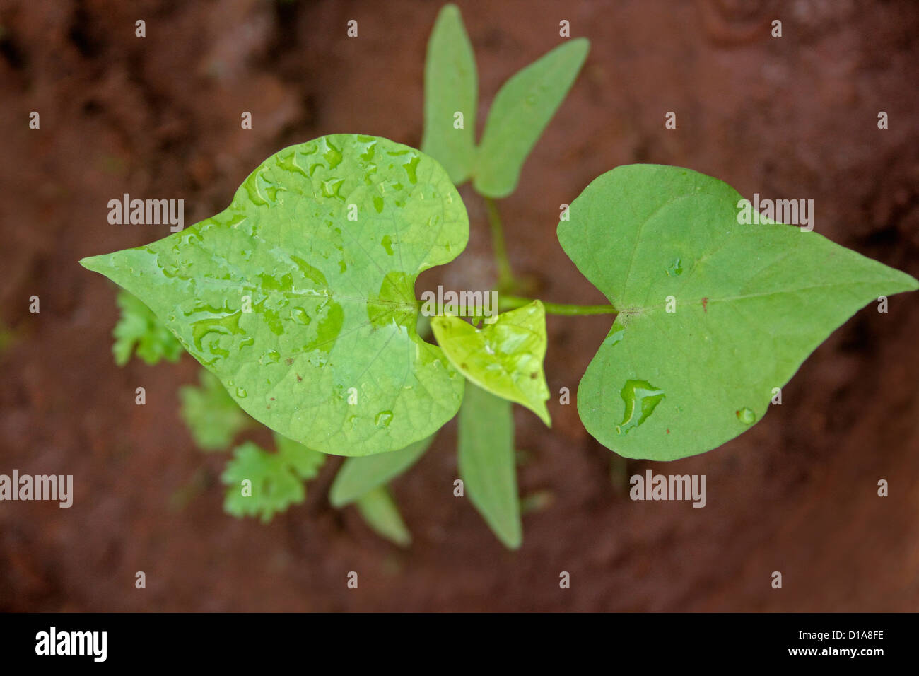 Erstens lässt Start von Ipomoea Purpurea, Morning Glory Stockfoto