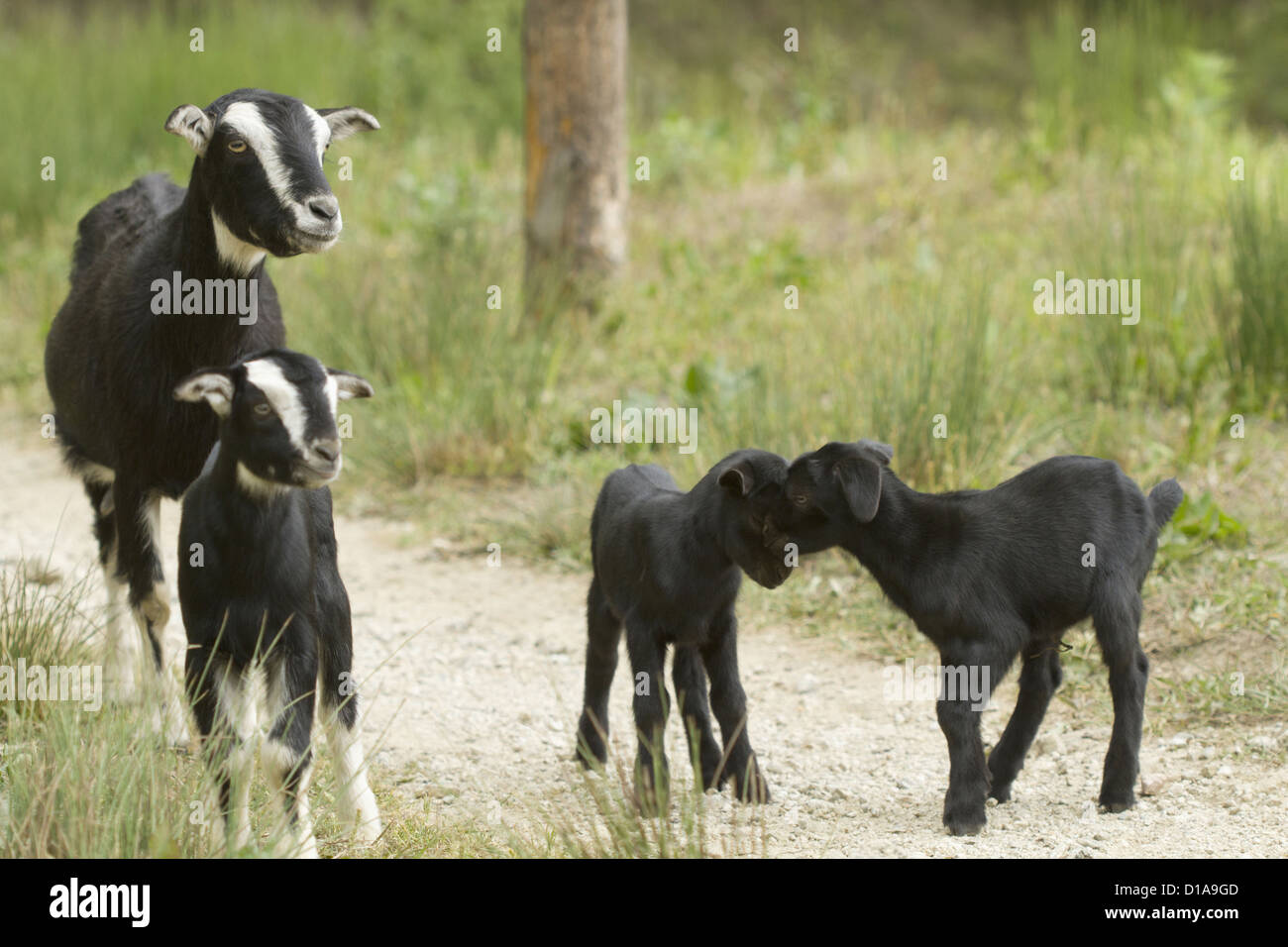 Eine Ziege mit ihren Kindern Stockfoto