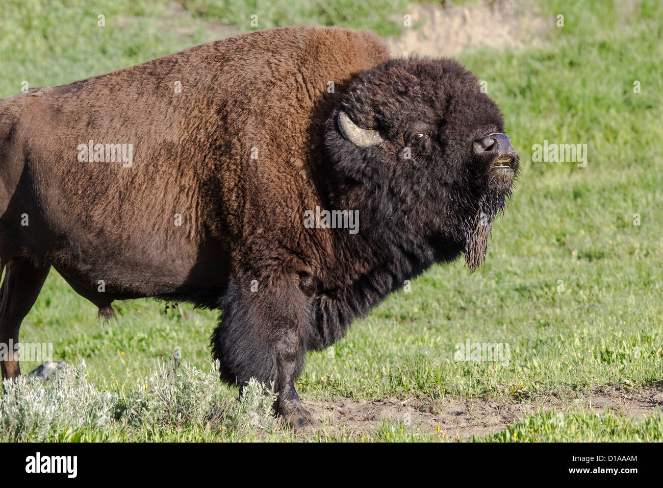 Amerikanischen Prärie-Bison Bison Bison, Bisons, Yellowstone Nationalpark, USA, bull sniffing Luft, Flehmen Stockfoto