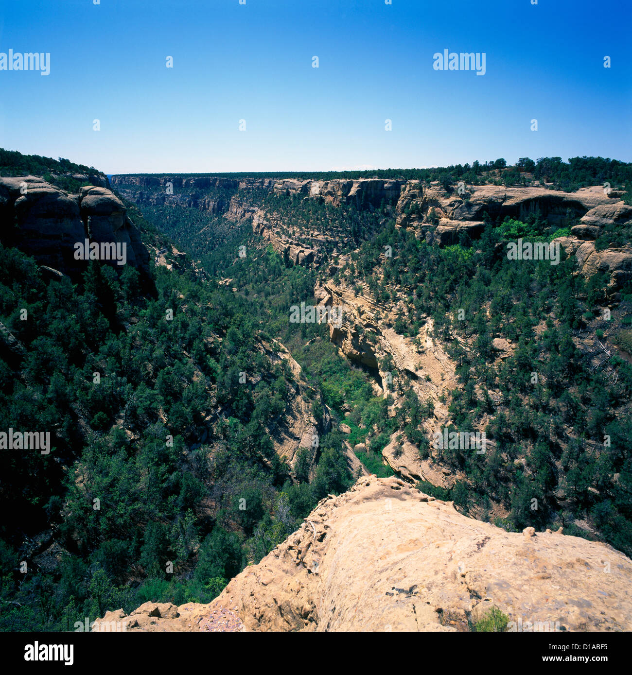 Mesa Verde Nationalpark, Colorado, USA - "Cliff Canyon" mit Utah-Wacholder und Pinyon Kiefern Stockfoto