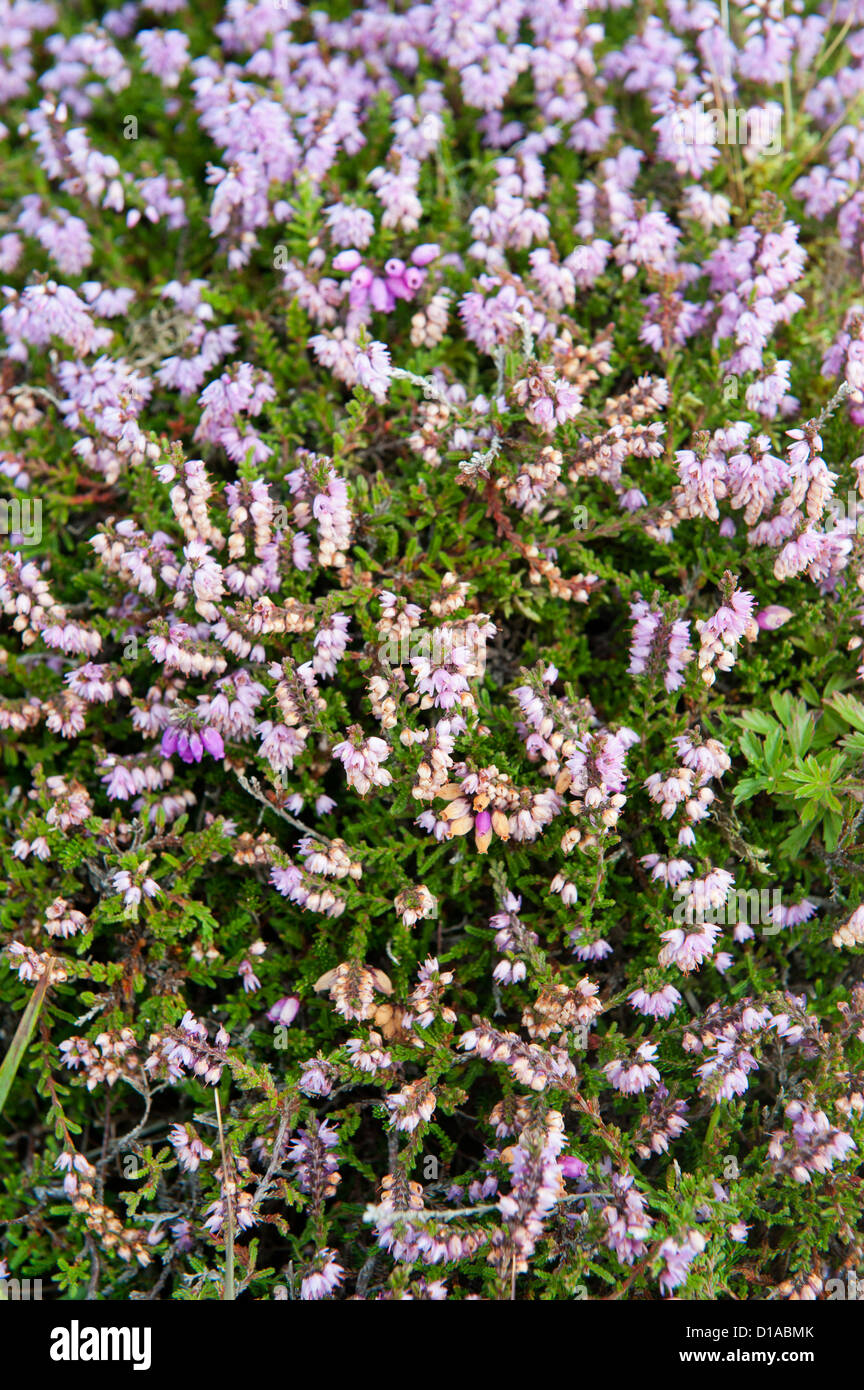 Heather in Blume auf der Insel Tiree, Inneren Hebriden. (Calluna Vulgaris) Stockfoto