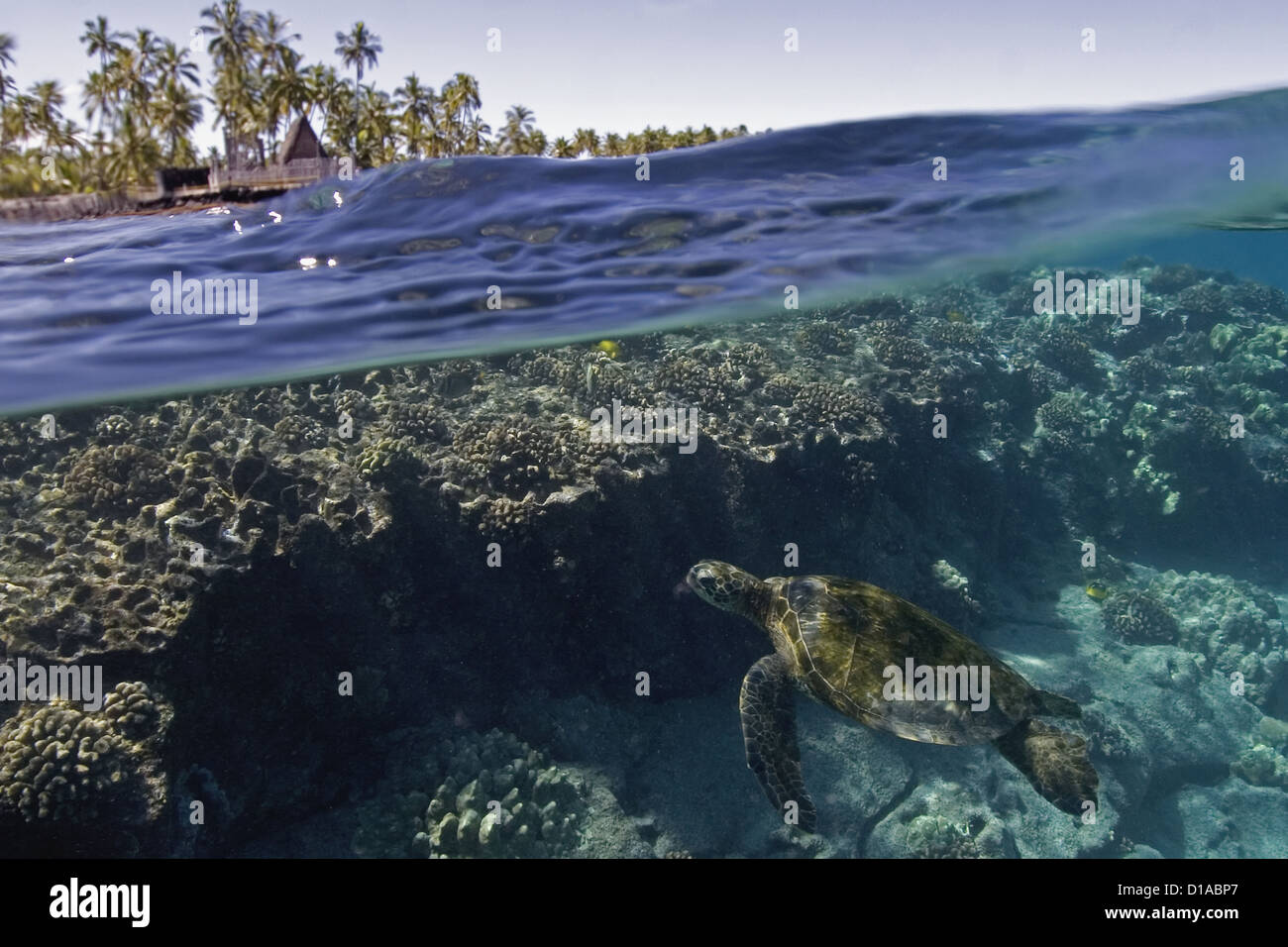 Hawaii, Big Island, Kona, Puuhonua O Honaunau, Split-Bild eine grüne Meeresschildkröte unter Korallen und Stadt der Zuflucht. Stockfoto