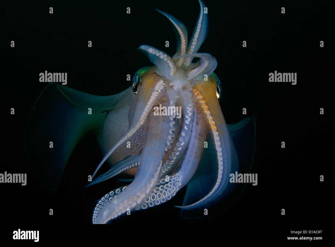 Indonesien, Bandasee, Banda Niera Insel, Riff Tintenfisch (Sepioteuthis Lessonia) in der Nacht. Stockfoto