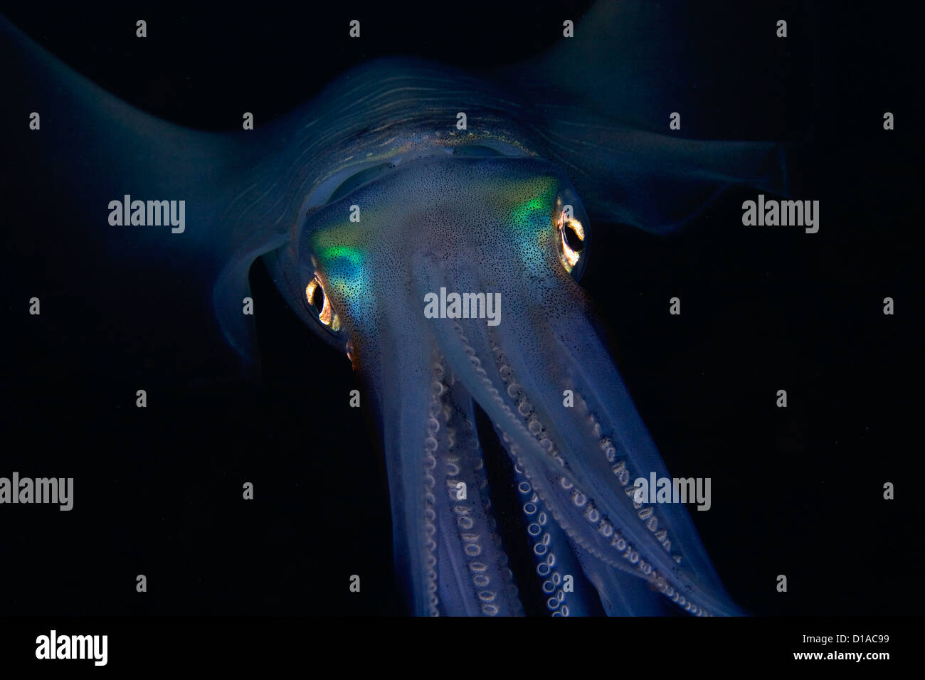Indonesien, Bandasee, Banda Niera Insel, Riff Tintenfisch (Sepioteuthis Lessonia) in der Nacht. Stockfoto