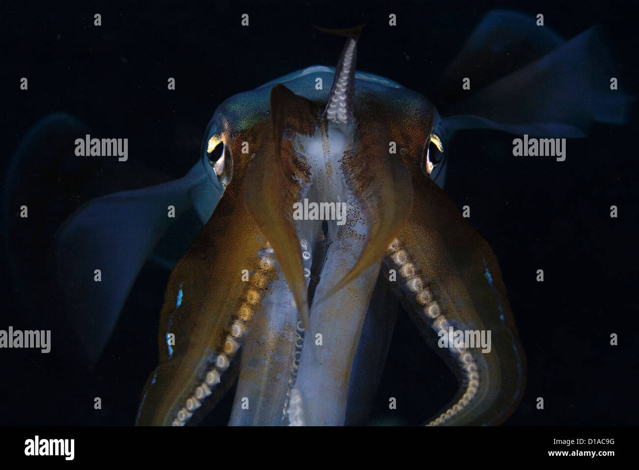 Indonesien, Bandasee, Banda Niera Insel, Riff Tintenfisch (Sepioteuthis Lessonia) in der Nacht. Stockfoto