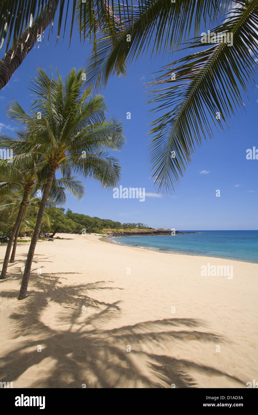 Hawaii, Lanai, Hulopoe Strand, Palmen und Schatten entlang Sandstrand und Türkis Meer. Stockfoto