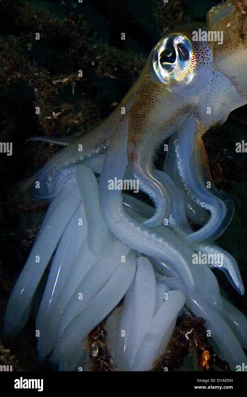 Indonesien, Bandasee, Banda Niera Insel, Riff Tintenfisch (Sepioteuthis Lessonia) in der Nacht. Stockfoto
