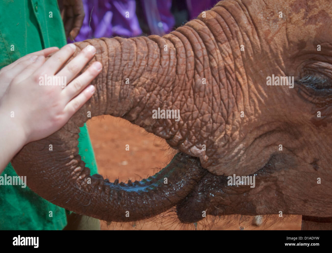 Mädchens Hand streicheln verwaiste afrikanische Elefanten Baby-David Sheldrick Wildlife Trust Stockfoto