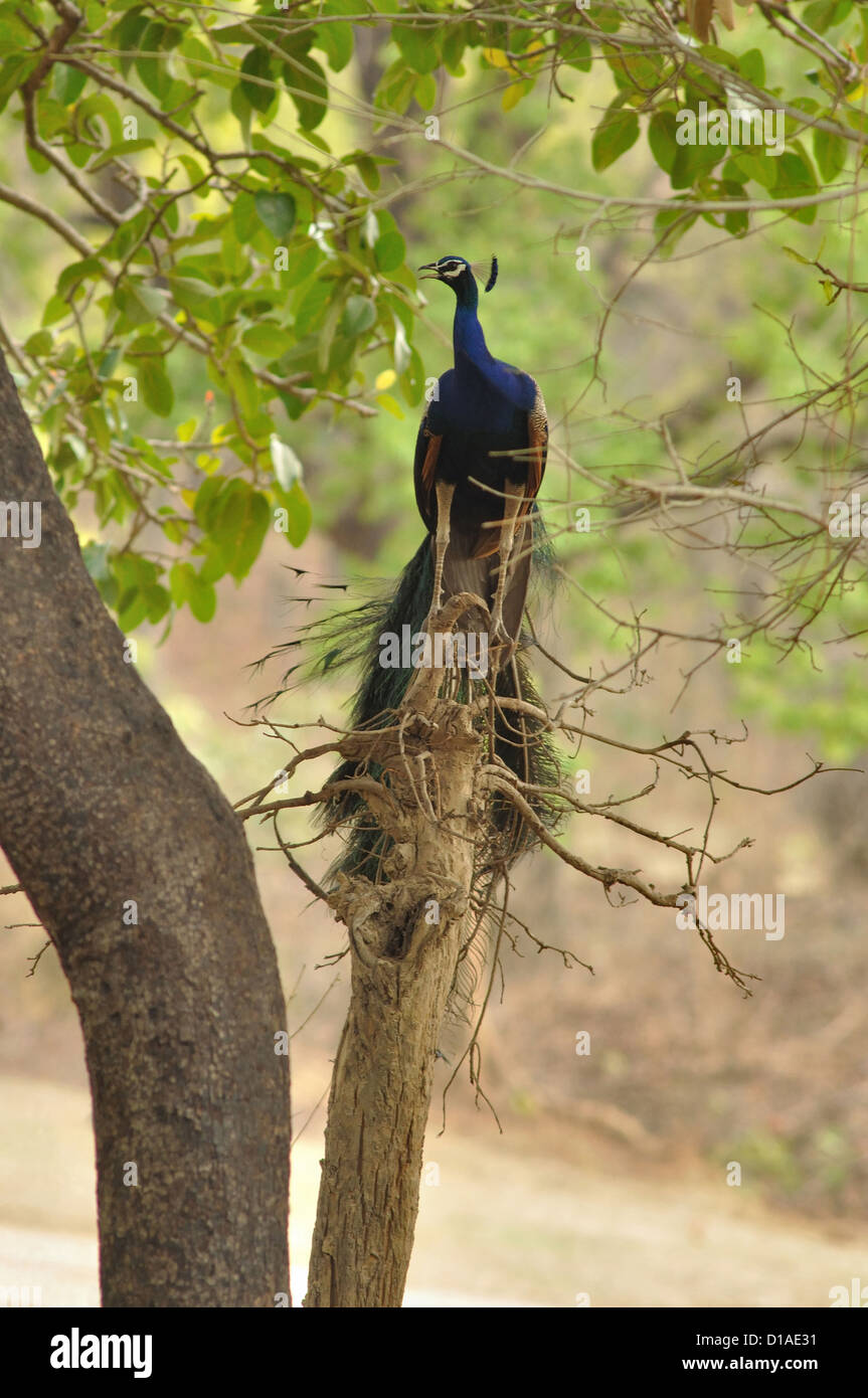 Pfauen auf Baum.  Gattung Pavo der Fasan Familie Phasianidae. Stockfoto