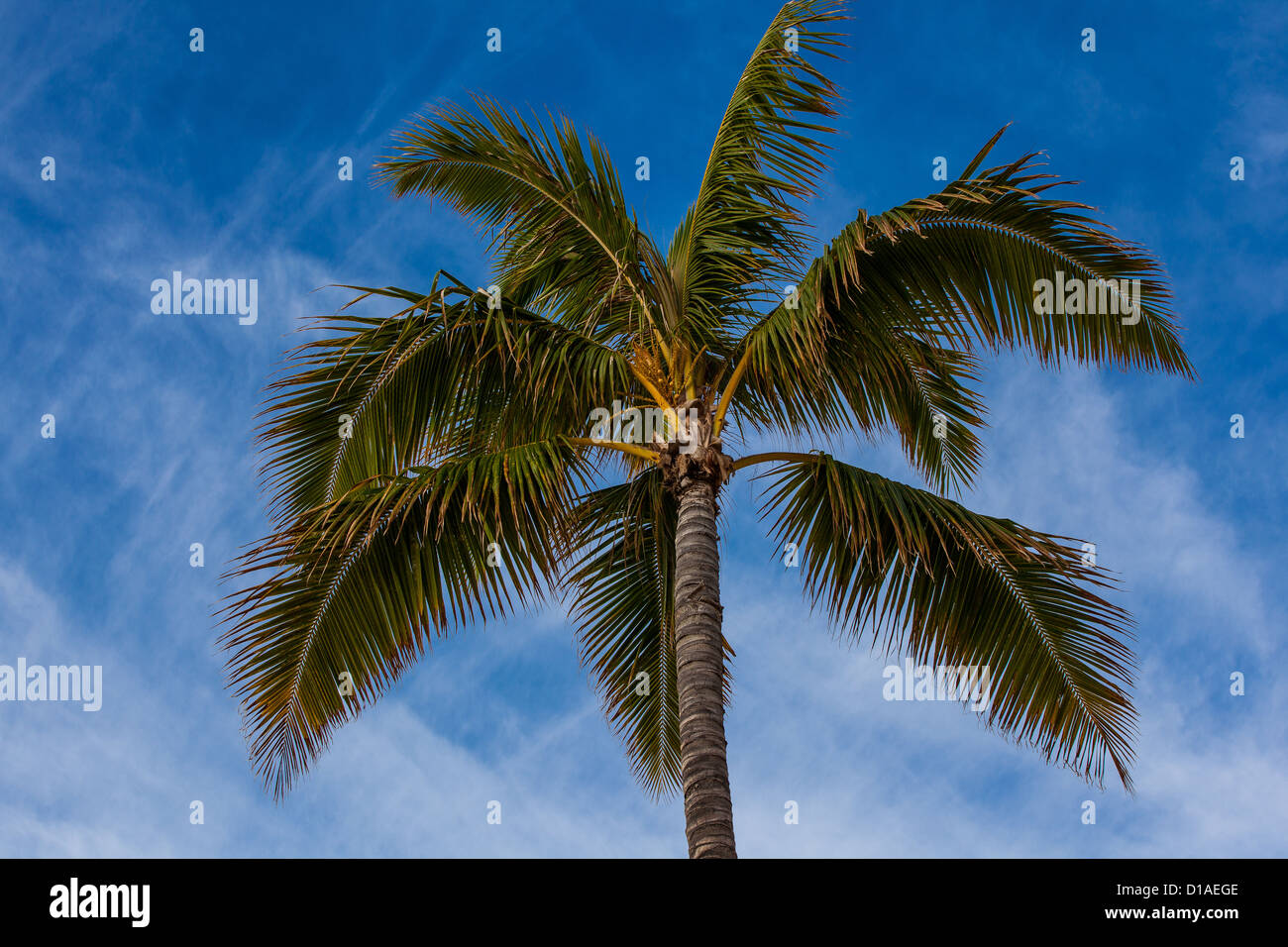 Palm-Baum-blauer Himmel-Palmsonntag Stockfoto