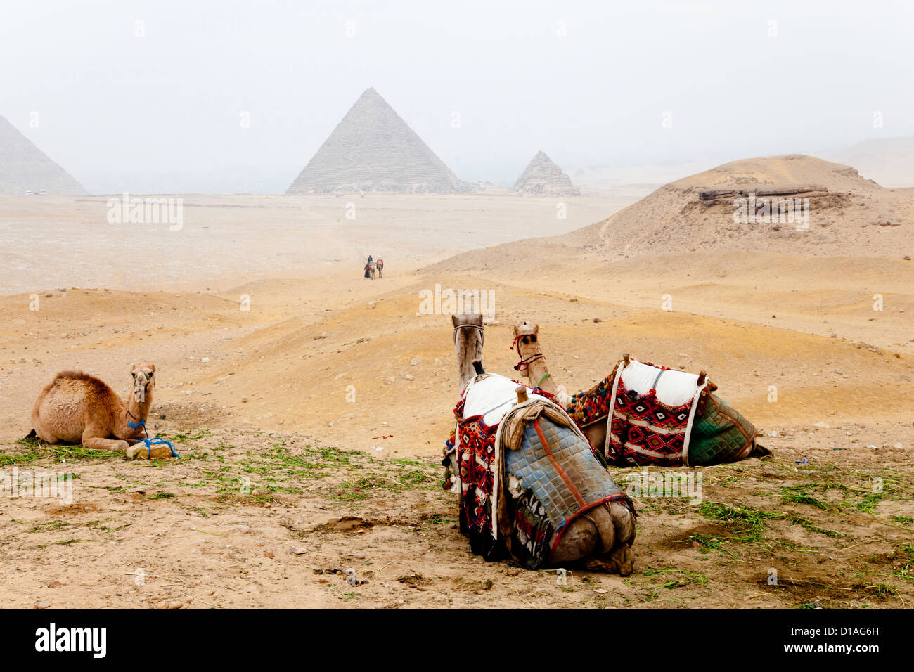 Kamele und die Pyramiden von Gizeh Stockfoto