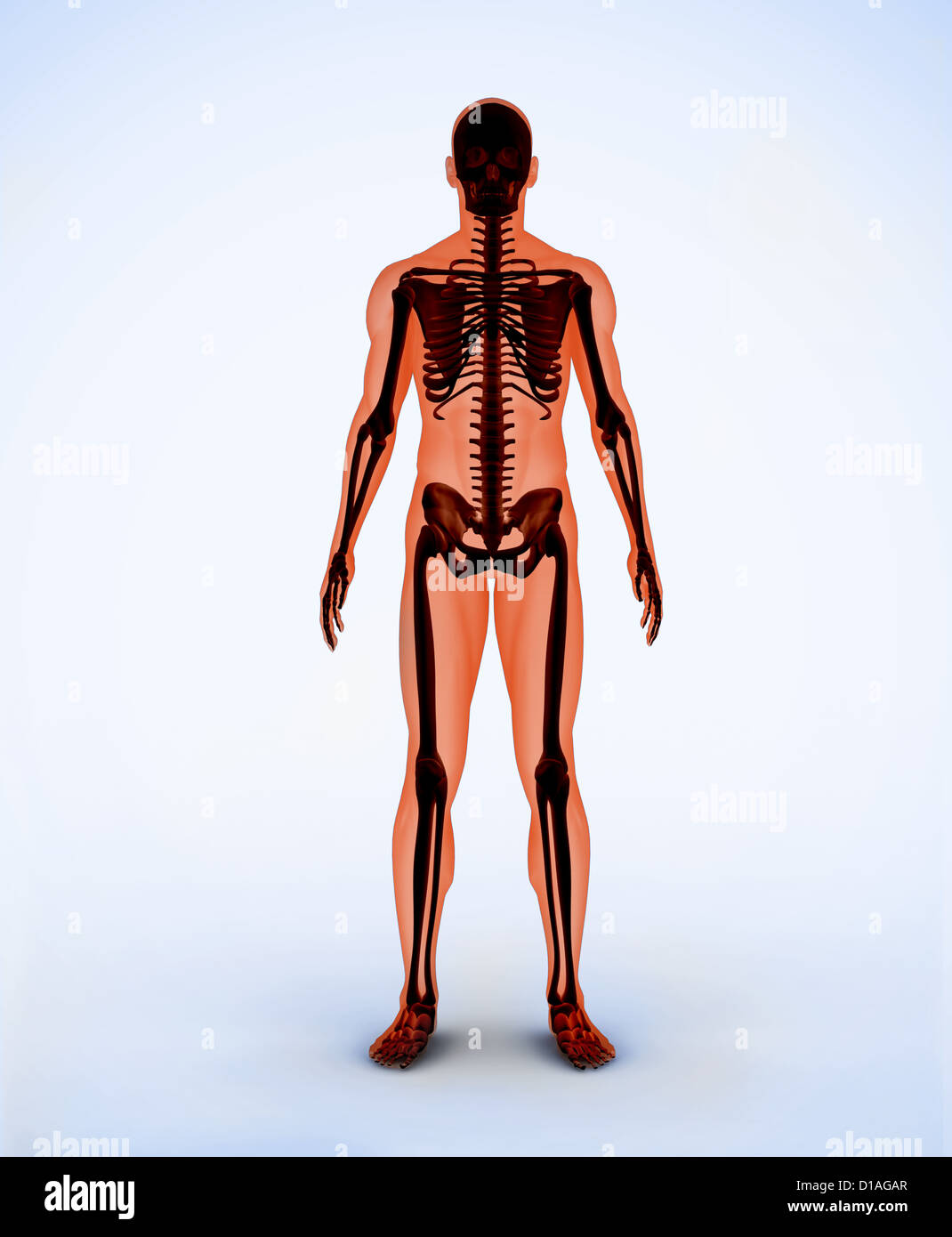 Orange digital Skelett Stockfoto