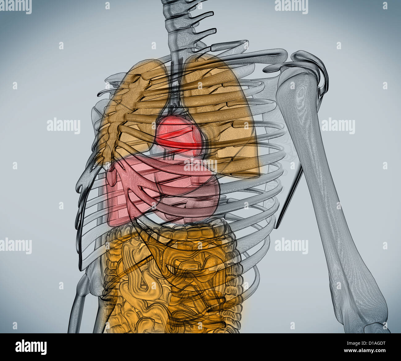 Digitalen Skelett mit Organen Stockfoto
